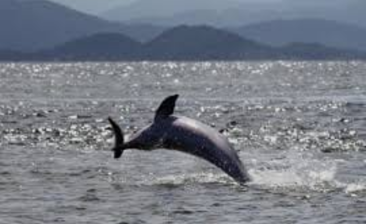 Passeio dos Golfinhos